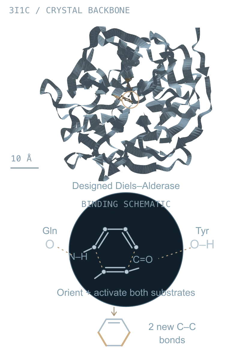 Source-coordinate ribbon of designed Diels–Alderase crystal structure 3I1C, with Tyr121 and Gln195 highlighted. A separate binding schematic shows hydrogen-bond activation of a diene and dienophile. The product highlights the two new carbon–carbon bonds in gold; no substrate pose is claimed in the apo crystal.