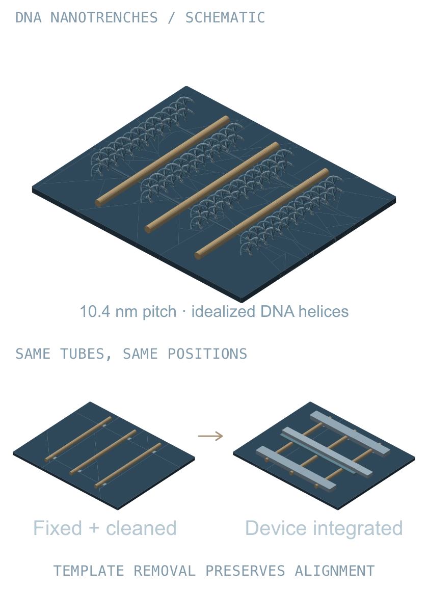 Oblique cutaway of idealized DNA nanotrenches organizing three carbon nanotubes at 10.4 nanometre pitch. Two subsequent views keep the same tubes in the same positions after substrate fixation and template removal, then add conventional device contacts and a gate.
